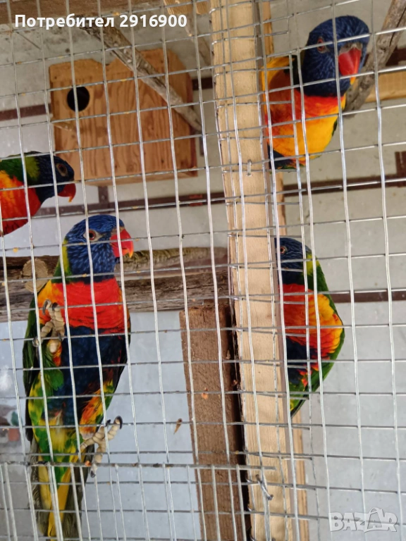 Продавам многоцветно Лори чифт, снимка 1