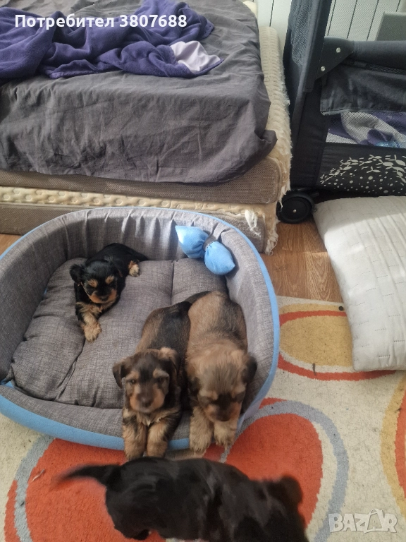 Йоркширски териер, снимка 1