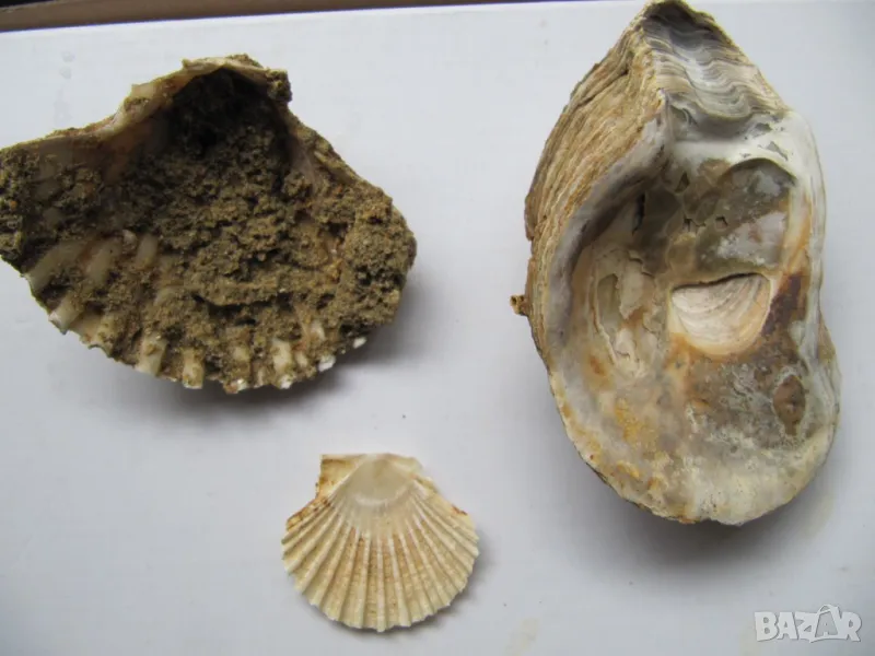 колекция от Ланзароте (всичко за 3 лева), снимка 1