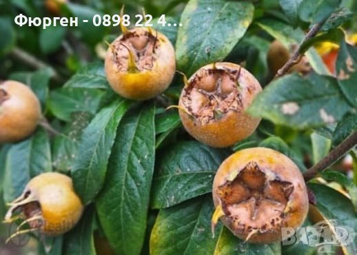 Мушмула , снимка 1