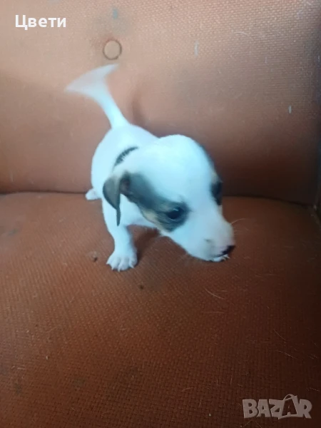 джак ръсел, снимка 1