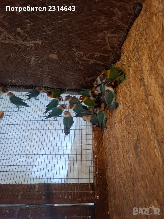 Неразделки , снимка 1