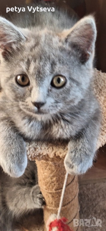 Продавам бриранско коте, снимка 1