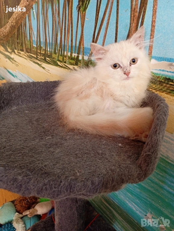 персийки на 4месеца с хигиенни навици , снимка 1