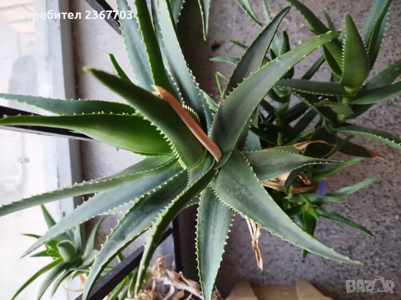 Продавам Дървовидно алое - Aloe arborescens, снимка 1