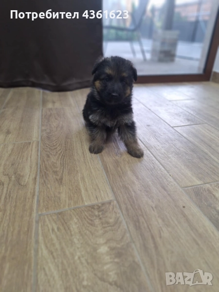 Чистокръвни немски овчарки , снимка 1