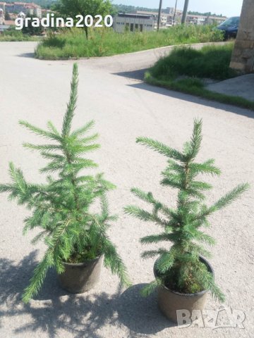 Сребрист смърч (Picea pungens), снимка 10 - Градински цветя и растения - 29531057