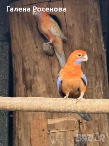 Пенантови розели, снимка 10 - Папагали - 51472697