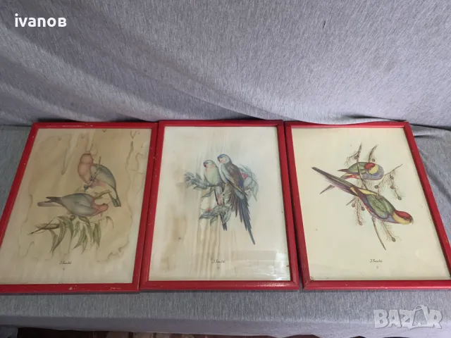 три  Цветни литографии Папагали   Печат 
