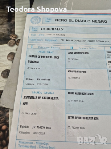 доберман, снимка 7 - Доберман - 52640041