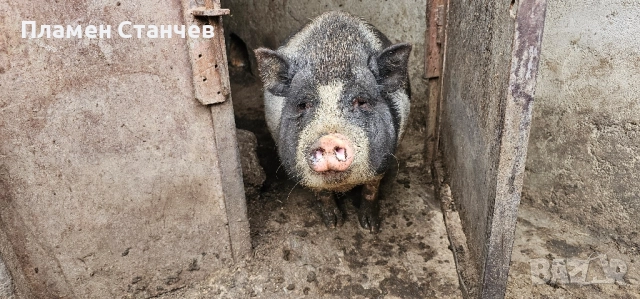 виетнамски прасета, снимка 2 - Дартс - 51886098