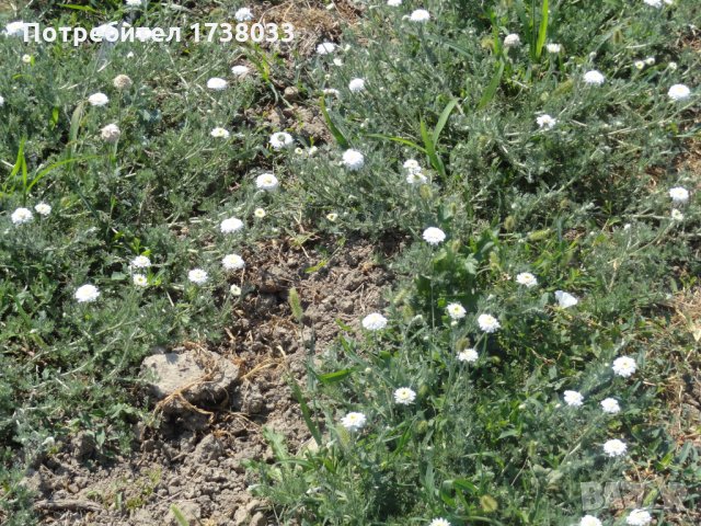 Разсад от римска лайка, снимка 3 - Сортови семена и луковици - 27871194