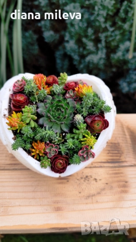 Гипсокерамични крила с формата на сърце и с живи студоустойчиви сукуленти!, снимка 16 - Декорация за дома - 52435989