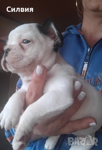 предлагам женски френски булдочита, снимка 2 - Френски булдог - 52582689