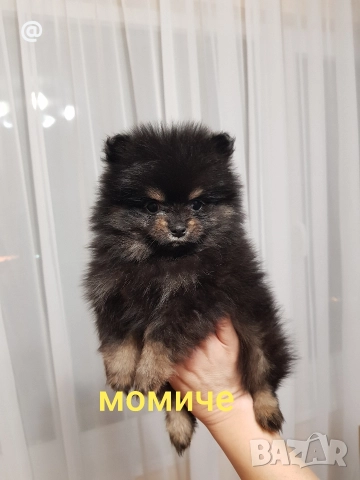 Померан померанчета момичета , снимка 5 - Померан - 52980569