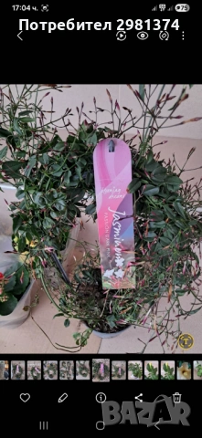 Жасмин -розов