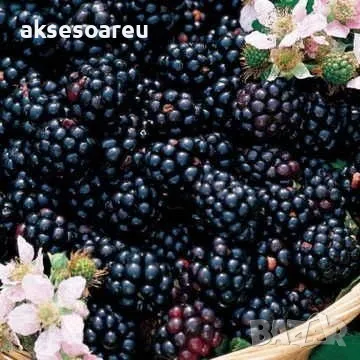 Нови 100 бр Висококачествени органични плодови семена от хранителна Къпина, къпини антиоксидант , снимка 16 - Сортови семена и луковици - 50286897