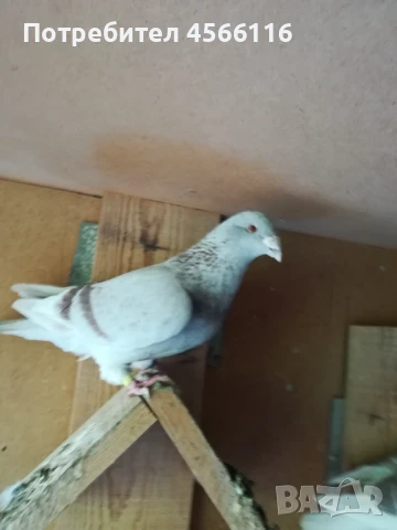 Стандартни пощенски гълъби ЦЕНА ЗА 1 ЧИФТ!, снимка 8 - Гълъби - 51382012