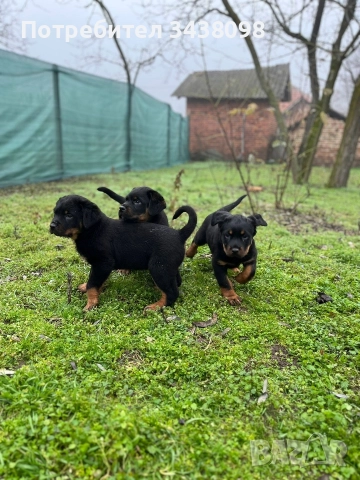 Ротвайлери ,след 2ра ваксина, снимка 3 - Ротвайлер - 52865623