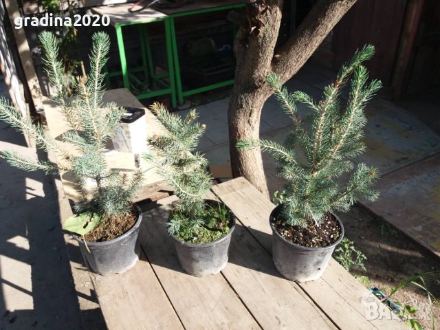 Сребрист смърч (Picea pungens), снимка 7 - Градински цветя и растения - 29531057