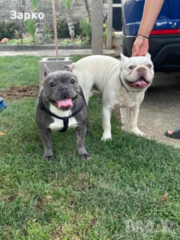 Френски булдог