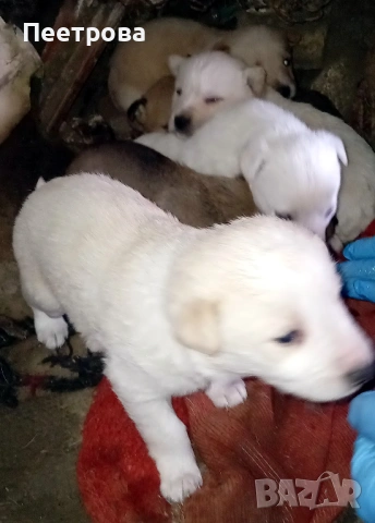 Кученца за подаряване.