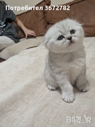 Шотландски клепоухи женски котенца родени на 24 декември , снимка 2 - Британска късокосместа - 53357023