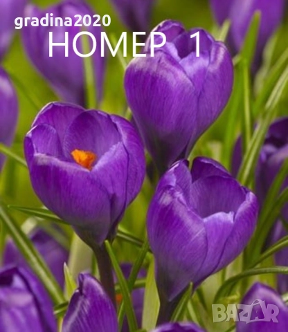 Минзухар - Луковици 