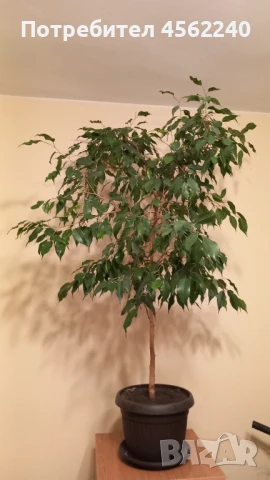 Бенджамини, снимка 2 - Градински цветя и растения - 51361577