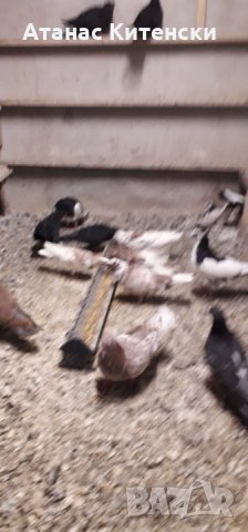 ПАЗАРДЖИШКИ ВИСОКО ЛЕТЦИ ЗА ДЪЛГОТРАЕН ВИСОК ПОЛЕТ, снимка 4 - Гълъби - 26511341