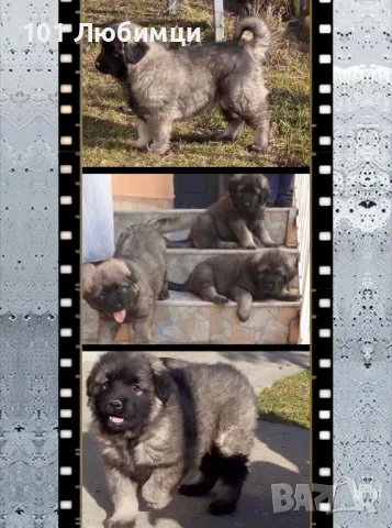 Шарпланинци с родословие