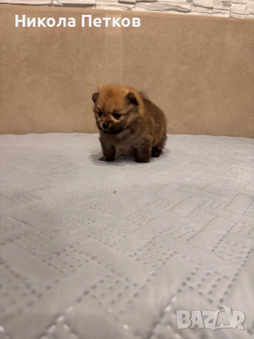 Померан мини, снимка 7 - Померан - 52910461