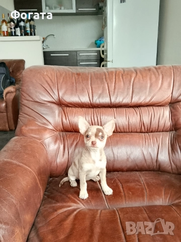 Продава се, снимка 2 - Чихуахуа - 52965045