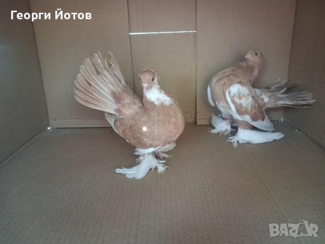 Продавам гълъбите от снимките, снимка 7 - Гълъби - 51548384