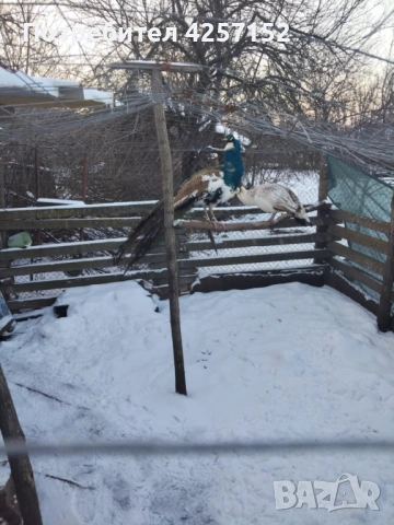 Двойка пауни