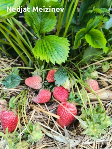 Разсад ягоди, малини и къпини, снимка 2 - Стайни растения - 51199735