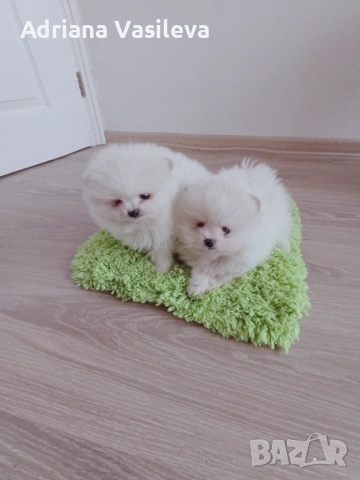 Померан , снимка 2 - Померан - 53222038