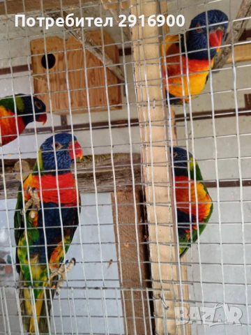 Продавам многоцветно Лори чифт