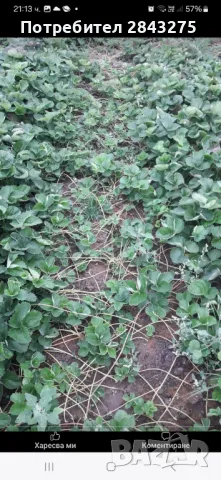 Разсад ягоди , снимка 9 - Сортови семена и луковици - 49684298