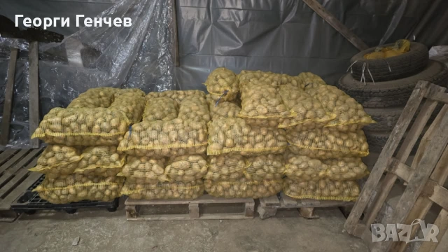 Продавам Картофи, сорт Сорая, снимка 2 - Други - 53213639