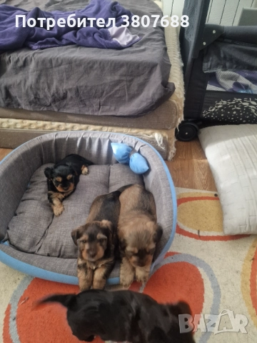 Йоркширски териер