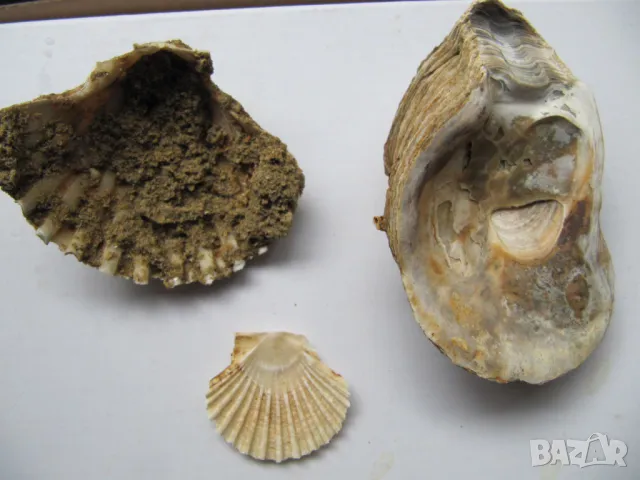 колекция от Ланзароте (всичко за 3 лева)