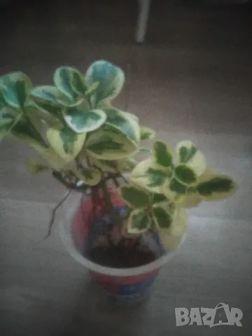 МНОГО КРАСИВО ХРАСТЧЕ СЪС ШАРЕНИ ЛИСТА, снимка 5 - Градински цветя и растения - 47805507