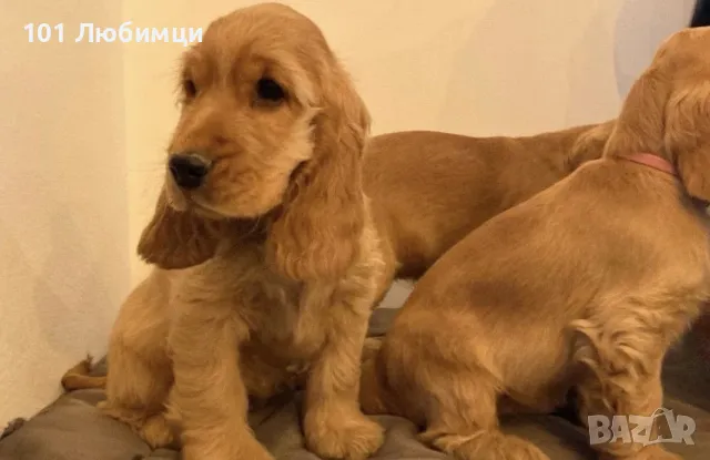 Английски кокер шпаньоли, снимка 5 - Кокер шпаньол - 47510914