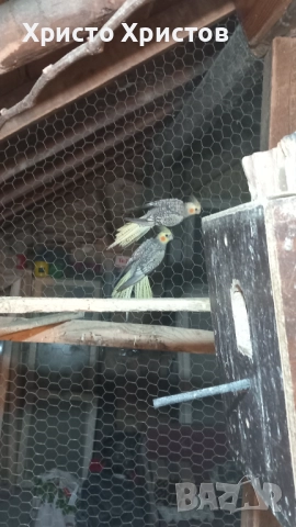 Папагали корела , снимка 3 - Папагали - 52644313