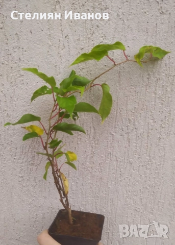 Голо, студоустойчиво киви (Actinidia arguta 'Issai'), снимка 4 - Градински цветя и растения - 52354308