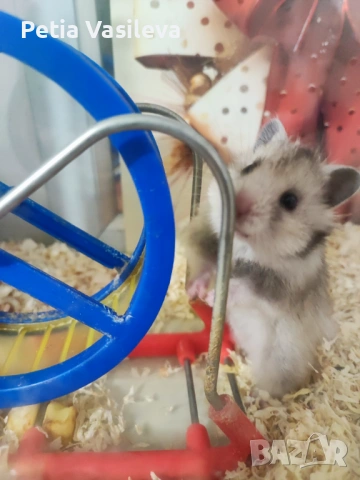Продавам хамстерче, снимка 5 - Хамстери - 53598760