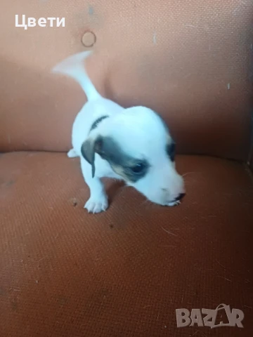 джак ръсел, снимка 1