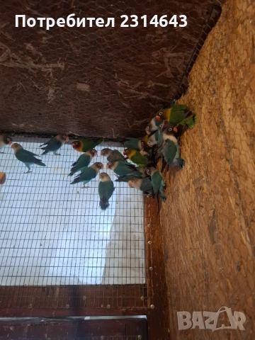 Неразделки 