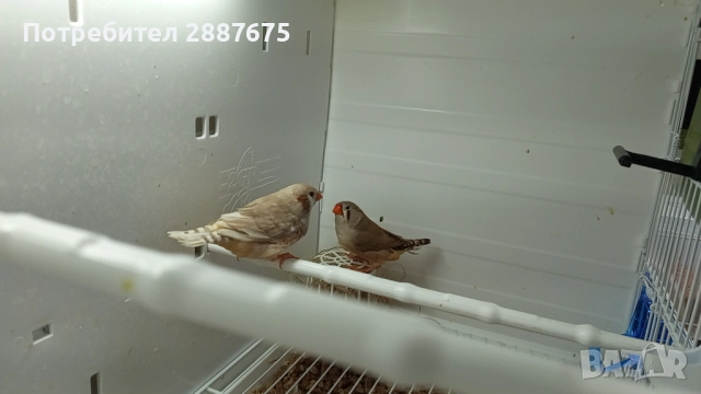 Джъмбо амадини, снимка 2 - Амадини - 52750418